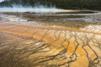 180821_318 Brown layered stratiform mats at the outer perimeter of the Grand Prismatic Spring in