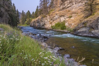 180819_096 Madison River flowing through pine trees along Hwy 191 near the west gate of Yellowstone