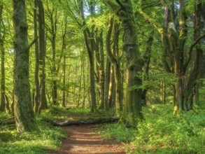 Hiking trail through sunny old forest of large gnarled, moss-covered beech trees in spring, Hessian