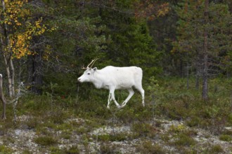 White reindeer on the edge of a forest in Sweden Lapland in autumn