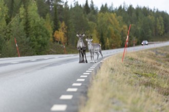 Autumn migration of reindeer on the roads with traffic in northern Sweden