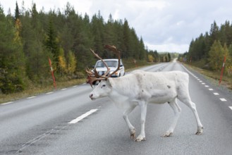 White reindeer on the street in Sweden, Lapland in autumn. An old Swedish car on the opposite road