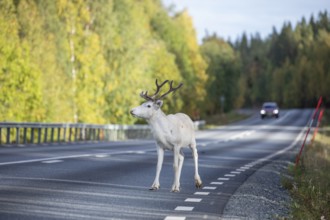 White reindeer on the street in Sweden, Lapland in autumn. Car is driving on the opposite side