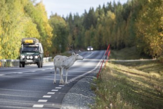 White reindeer on the road in Sweden, Lapland in autumn with cars in the background