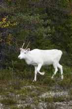 White reindeer on the edge of a forest in Sweden Lapland in autumn