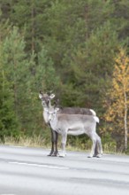 Autumn migration of reindeer on the roads with traffic in northern Sweden