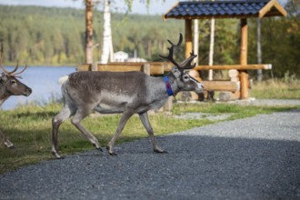 Reindeer at rest area in Lapland, Sweden