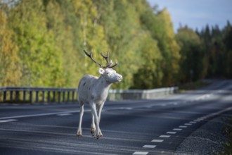 Totally relaxed white reindeer running on the street in Sweden, Lapland in autumn