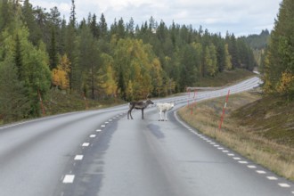 Autumn migration of reindeer on the road in northern Sweden. A reindeer defecates in the street