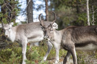 Reindeer on the edge of a forest in Swedish Lapland in autumn