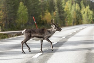Reindeer elegantly crosses the road in northern Sweden in autumn