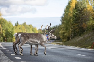 Autumn migration of reindeer on the road in northern Sweden