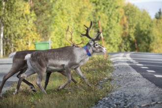 Reindeer cross the road in northern Sweden