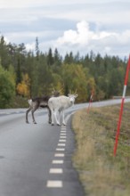 Autumn migration of reindeer on roads with traffic in northern Sweden. A reindeer urinates on the