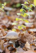 Panther mushroom (Amanita pantherina, syn. Amanitaria pantherina, Agaricus pantherinus), also