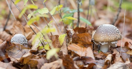 Two panther mushrooms (Amanita pantherina, syn. Amanitaria pantherina, Agaricus pantherinus), also
