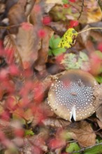 Panther mushroom (Amanita pantherina, syn. Amanitaria pantherina, Agaricus pantherinus), also