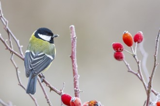 Great tit (Parus major) Germany