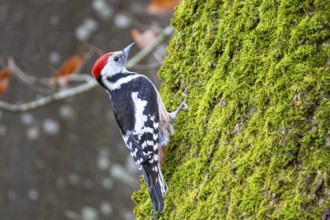 Middle woodpecker (Dendrocopus medius) Germany