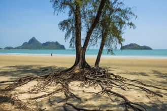 Lonely beach and ironwood trees, Casuarina Equisetifolia, Ao Manao Beach, Prachuap Khiri Khan,