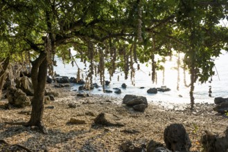 Beach with Shells, Khao Ta Mong Lai Forest Park, Prachuap Khiri Khan, Prachuap Khiri Khan Province,