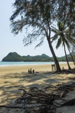 Lonely beach and ironwood trees, Casuarina Equisetifolia, Ao Manao Beach, Prachuap Khiri Khan,