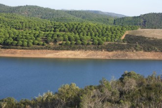 Landscape at Barragem da Bravura Reservoir with Pine Forest, Algarve, Portugal