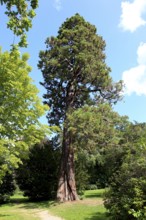 Giant sequoia, Sequoiadendron giganteum, in Putbus Castle Park on the island of Rügen,