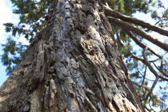 Bark, detail, giant sequoia, sequoiadendron giganteum, in Putbus Castle Park on the island of