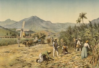 Sugar cane, cultivated on a plantation, here cutting the plant, Jamaica, around 1900, based on a
