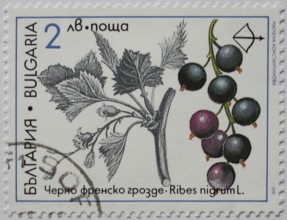 Useful plant as stamp motif, ribes nigrum, black currant, Bulgaria