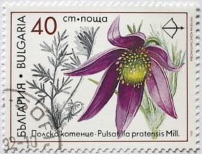 Medicinal plant as stamp motif, Bulgaria, Pulsatilla pratensis, cowbell, kitchen bell