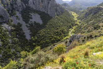 The Manikia Gorge on the island of Euboea or Evia, Greece