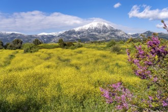 Colourful spring blossoms in front of the snow-covered Dirfys Mountains on the island of Euboea or