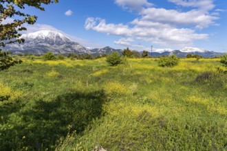 Spring flowers in front of the snow-covered Dirfys Mountains on the island of Euboea or Evia,