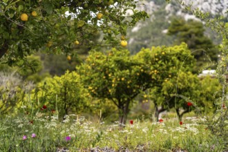 Spring flowers and lemon tree, Euboea or Evia island, Greece