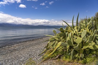 Cactus on the beach near Politika on the island of Euboea or Evia, Greece