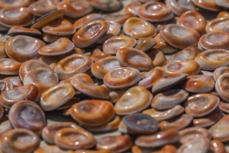 Opercula commonly known as the Eye of Saint Lucia (Occhio di Santa Lucia) . It is the calcareous