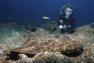 Scuba diver and Atlantic angel shark (Squatina squatina), East Atlantic Fuerteventura, Canary