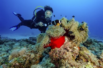 Diver looks at illuminated magnificent anemone (Radianthus crispa) formerly (Heteractis crispa)