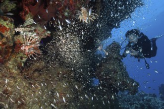 Diver watching illuminated Indian lionfish (Pterois miles) hunting glass fish (Parapriacanthus