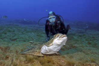 Diver looks at Atlantic angel shark (Squatina squatina) up close shark shows threatening gesture,