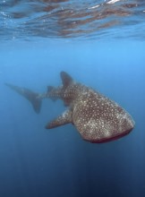 Whale shark (Rhincodon type) harmless harmless plankton-eater feeds on plankton swims through