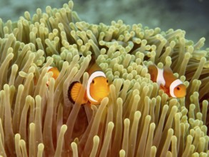Two false clownfish (Amphiprion ocellaris) hide underwater in a living sea anemone. Close