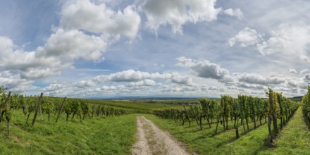 Panorama of vineyards, evening sun, Riquewihr in Alsace