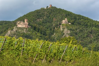 Vineyards with historic castles near Riquewihr