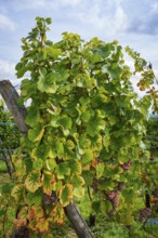 Grapevine near Riquewihr