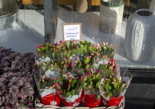 Christmas cacti plants priced for sale on display outside Ammi Flowers florist shop, Devizes,