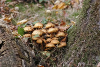Sparry Schüppling (Pholiota squarrosa), group growing between tree trunks, North Rhine-Westphalia,