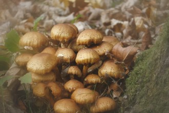 Sparry Schüppling (Pholiota squarrosa), group growing between tree trunks, with alienation, North